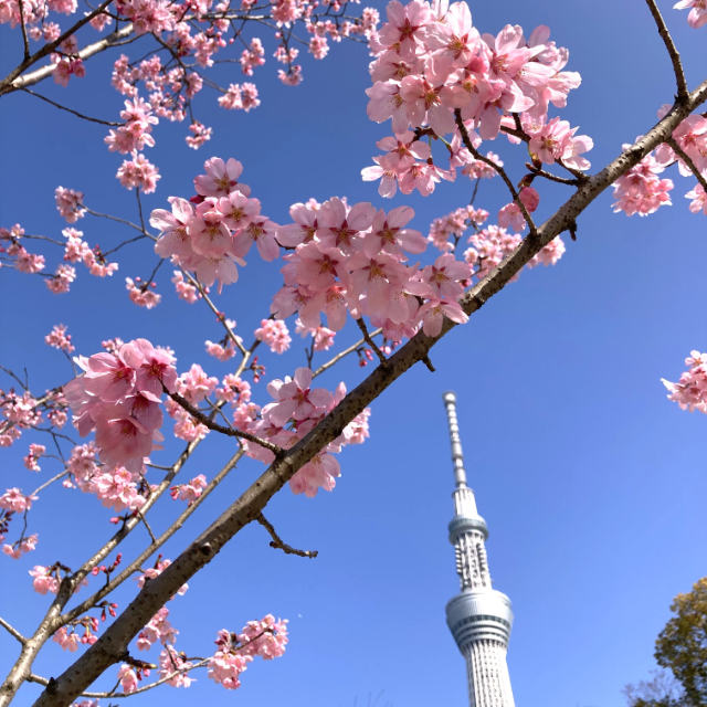 【全国】2024桜の開花予想 全国トップは東京で3/20！桜の婚姻届で結婚しよう♪